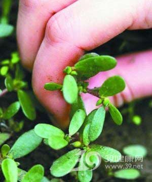 小心!吃错野菜皮肤长水泡!