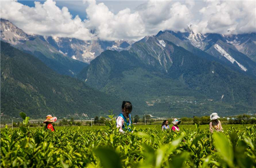 世界上海拔最高的有机茶叶生产基地—易贡茶场.