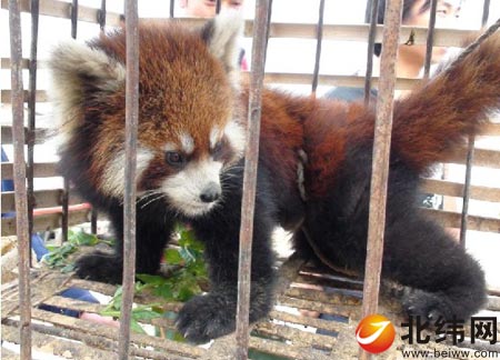 石棉县发现国家二级保护动物小熊猫_动物世界 获救的小熊猫 雅安日报讯 我家屋后竹林头有只小熊猫。10日上午9时,有人向石棉县永和乡林业站打电话,一只国家二级重点保护动物小熊猫下山觅食时误入农家,受到多只家犬围攻追咬,正在情急之际被该乡白马村一组村民丁炳德、杨全发现并救出。 这只小熊猫状态良好,野性十足。接到电话后,该乡林业站工作人员迅速赶到了现场。这只已经成年的小熊猫毛色暗黄,长势健壮。工作人员没有近距离去鉴定它的性别,但从现场来看,这只小熊猫仅鼻尖有点小外伤之外,其他一切正常无碍。 打开笼门,它小心地慢慢走出来,环顾左右之后,就开始朝林