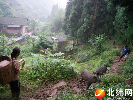 这家人真特别 敲锣吹哨养野猪-新闻频道-北纬网