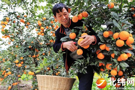 石棉县新民乡小马村组建合作社发展黄果柑