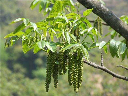 石棉核桃不再为“身份证”犯愁-新闻频道-雅安北纬网