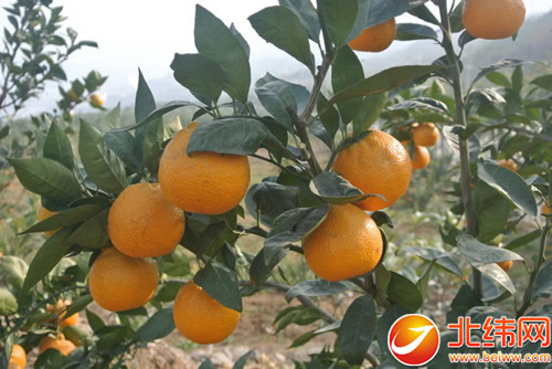 满山尽是黄金果 汉源黄果柑即将迎来采摘季