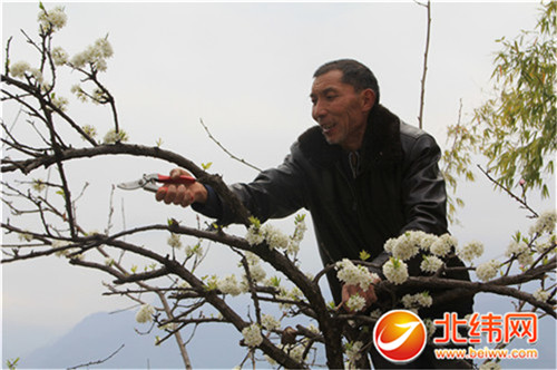 果农给李树修剪掉多余枝桠,今年鲜果才能长得好