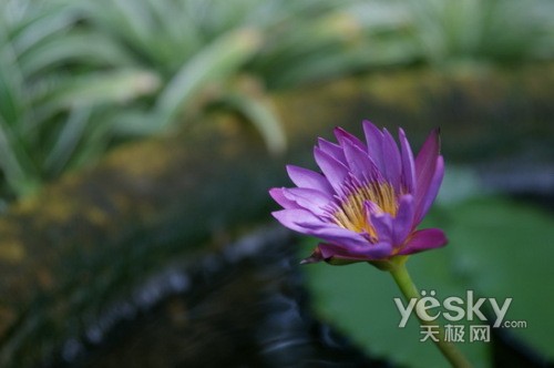 索尼有能拍微距的蔡司镜头?