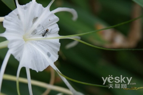 索尼 蔡司头