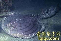 全球十大新物种:奇特植物像“米其林宝宝”(图)