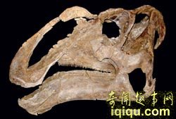 全球十大新物种:奇特植物像“米其林宝宝”(图)
