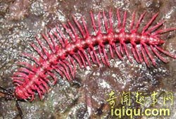 全球十大新物种:奇特植物像“米其林宝宝”(图)