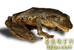 全球十大新物种:奇特植物像“米其林宝宝”(图)