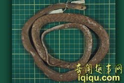 全球十大新物种:奇特植物像“米其林宝宝”(图)