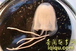 全球十大新物种:奇特植物像“米其林宝宝”(图)