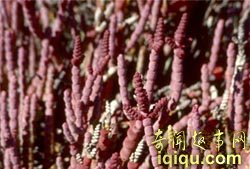 全球十大新物种:奇特植物像“米其林宝宝”(图)