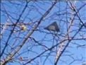 英国上空又现三角形UFO