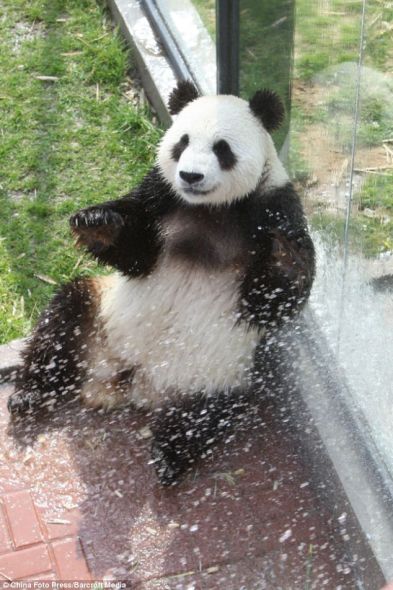雄性人口_人口普查图片