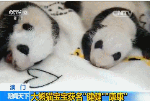 澳门大熊猫宝宝获名