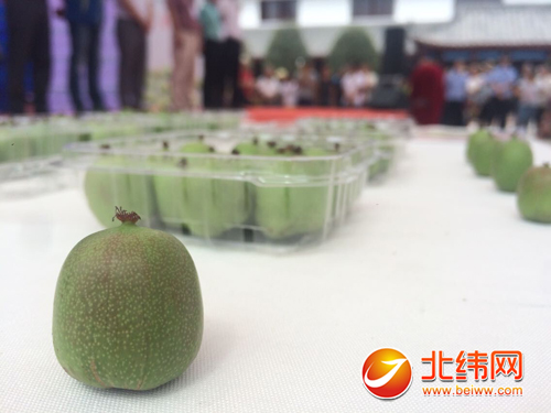 38小时 雨城奇异莓售罄