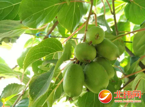 38小时 雨城奇异莓售罄