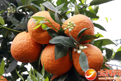 人民网中国旅游商品展示评选 石棉黄果柑获奖