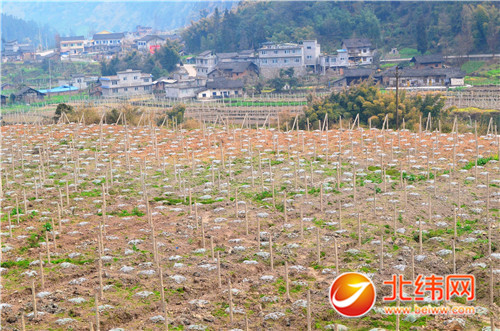荥经泗坪乡人口_荥经棒棒鸡(3)