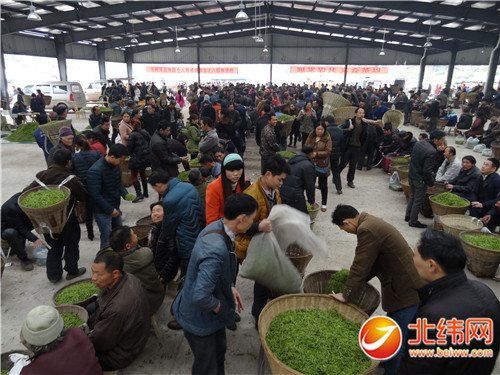 2017年蒙顶山春茶预计2月底上市