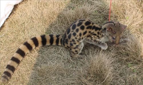 芦山县放归一只国家二级保护野生动物--斑灵狸