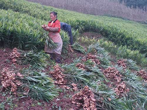芦山县芦阳镇火炬村