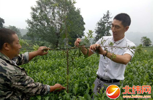 选好产业助农增收