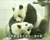TVB���̨6������ű�������è����ԲԲ��̨׼������  