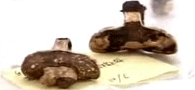 ̽������ ����Ůʬ֮�ա���