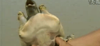 ������ţϪ