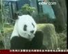 �й�����è�����ꡱ���ձ�����