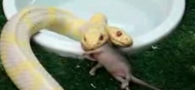 ������˫ͷ�߳�����