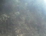 实拍:雅安市荥经县发现野生大熊猫