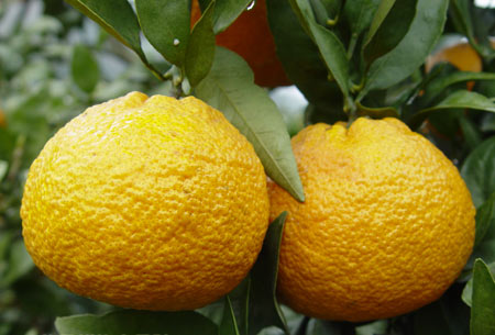 黄果柑优良品种