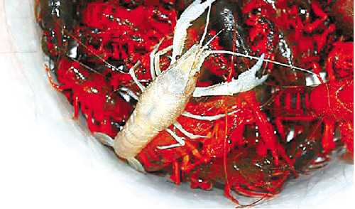 怪异"白龙虾" 专家否认与核辐射有关