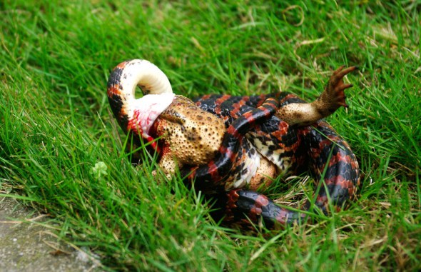 赤练蛇试图吞下大蟾蜍未果